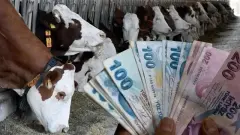 Hayvancılıkta 2026 Ödemeleri Duyuruldu 60 Milyon TL Faizsiz Kredi ve 5.000 TL Buzağı Desteği Resmileşti - Gönül Yolu